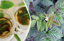 Яке листя малини підходить для чаю, коли його збирати і як сушити: повна інструкція