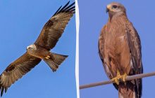 Біолог назвав найпоширенішого у світі хижого птаха: де він живе і в чому його сила
