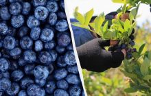 Цены на популярную ягоду в Украине обвалились: сколько стоит килограмм голубики