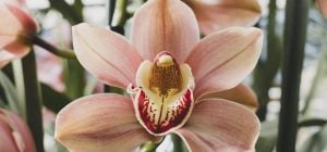 Орхидея может сгнить из-за одной ошибки при поливе: как этого избежать