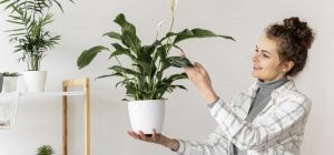 Спатифілум цвістиме і ростиме роками: як і коли його правильно пересаджувати