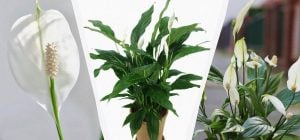 Спатифілум подає сигнал SOS: 5 ознак, які не можна ігнорувати