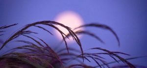 Грошовиті дні серпня 2025: місячний календар удачі у фінансах, здоров'ї та роботі