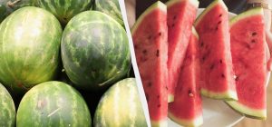 Арбузы с таким признаком покупать нельзя: они безвкусные и водянистые