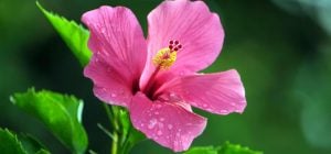 Чи потрібно обрізати гібіскус на зиму: садівники порадили, як краще