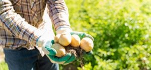 Где на огороде лучше всего посадить картофель: уродит даже без подкормок и усилий