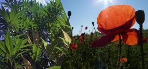 Какие растения запрещено выращивать на даче: юрист дала ответ