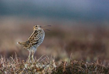 Біолог назвав птаха, який здатен летіти понад 80 годин без відпочинку: хто він