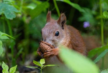 Сьогодні в Києві буде останній свіжий день перед спекою