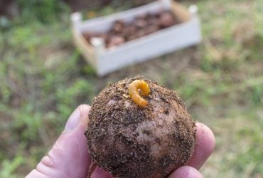 Простий спосіб позбутися дротяника: результат помітний уже за кілька днів