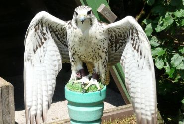 Біолог розповів про найбільшого сокола у світі: він мешкає на трьох різних континентах