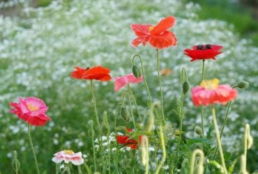 Где в Украине 2 июля будет свежее всего: синоптик поделилась прогнозом