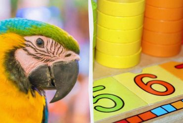 Чи вміють тварини рахувати: науковці дали несподівану відповідь