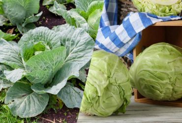 Більше ніяких гусениць на капусті: засоби, які врятують урожай