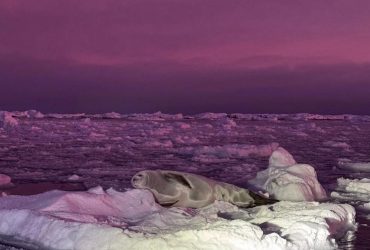 Полярники показали черничное небо над Антарктикой (фото)