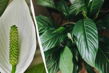 Жіноче щастя цвістиме ціле літо: садівниця розкрила, яким секретним добривом полити вазон