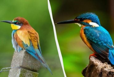 5 найяскравіших і незвичайних птахів України: їхня краса вражає (фото)