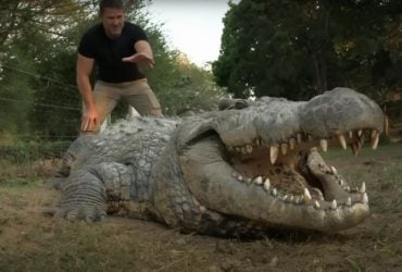 Старейший в мире крокодил-многодетный отец все еще растет: какой его вес и размеры (видео)