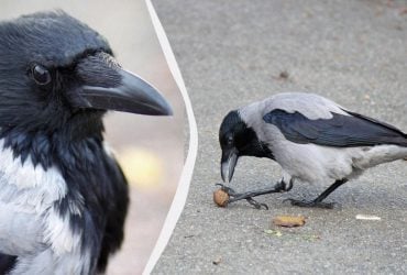 Цей птах змінив поведінку через людей: орнітолог розкрив причини