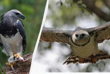 Самая сильная птица в мире способна срывать обезьян с веток: кто она