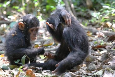 Вміють сміятися і співчувати: що відомо про унікальних шимпанзе бонобо