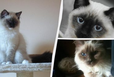 Какие коты очень тактильные и любят своих хозяев: эксперты назвали топ-11 пород