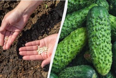 Які сорти огірків ще можна посіяти в липні: встигнете зібрати врожай