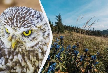 Редкую краснокнижную сову можно увидеть в Украине: орнитолог подсказал, где искать
