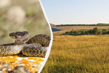 Зоолог рассказал, что за змея обитает в Одесской области - шипит выпадает в сторону человека