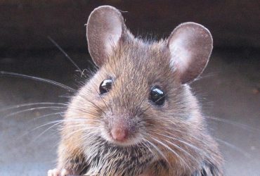 Учені ввели мишам людський ген мови: результат виявився несподіваним