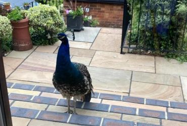 Має невгамовний апетит: самотній павич тероризує селян в Англії