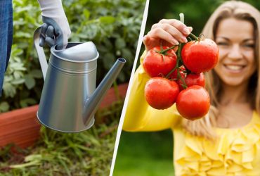 Томати наливатимуться навіть у спеку: перевірений народний рецепт для підживлення в липні