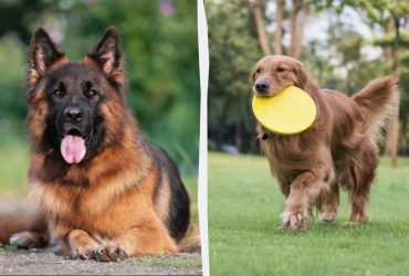 Дівам - вівчарка, Водоліям – пудель: який собака ідеально підійде вам за знаком Зодіаку