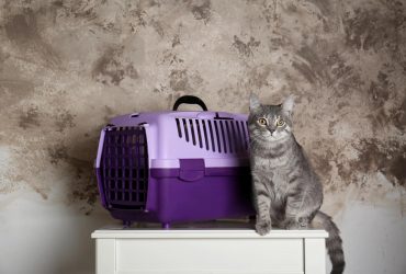 В Україні затвердили нові правила перевезення тварин в автобусах: що треба знати