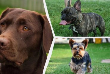 Какие собаки станут для вас настоящими друзьями: ветеринары назвали топ-7 пород