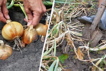 Когда выкапывать лук в 2025 году: день-два задержки - и урожай пропал