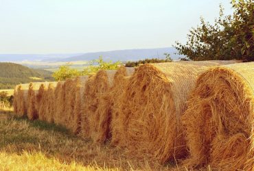 Классический август: синоптик рассказала, где завтра пригреет солнышко, а где пойдет дождь