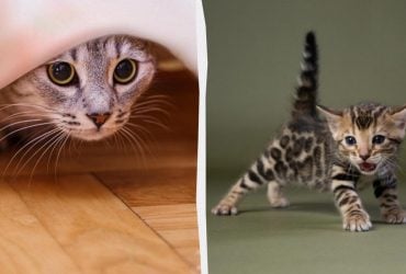 Як і навіщо кішки рухають хвостом: ветеринар розкрила таємниці цього інструменту