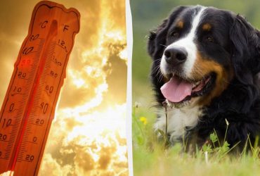 Турбота рятує життя: в МВС порадили, як подбати про чотирилапих у спеку