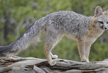 Неймовірний слух і величезний хвіст: що відомо про найнезвичайнішого представника псових