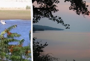 Справжня несподіванка: на місці Каховського водосховища оселилися рідкісні птахи (відео)