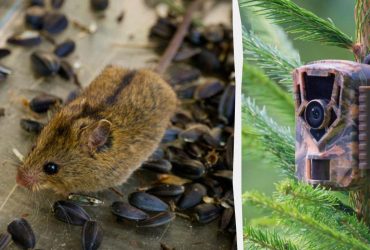 У Чорнобильській зоні знайшли рідкісну тварину з Червоної книги (фото)