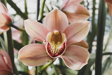 Орхидея может сгнить из-за одной ошибки при поливе: как этого избежать