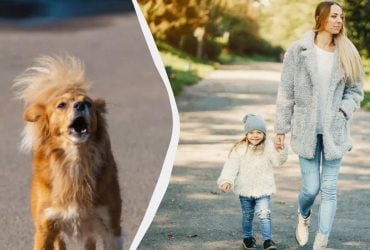 Кинолог рассказала, что делать, если к вашему ребенку или к вам прицепился бродячий пес