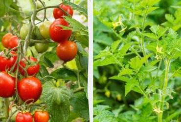 Чому в'януть помідори: топ-5 причин від досвідченої садівниці