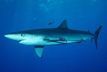 Акулы способны менять свой цвет, прямо как хамелеоны, - ученые