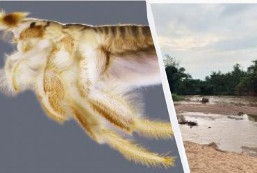 Комаху, яку вважали вимерлою понад 20 років, знайшли в незвичайному місці в Таїланді (фото)