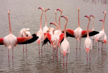 Фермеров в Италии терроризируют банды розовых фламинго