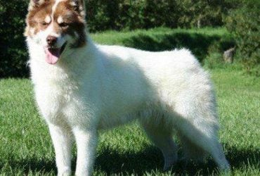 Учені визначили найдавнішу з відомих порід домашніх собак: звідки вона