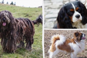 Які собаки є спокійними та добре ладнають з дітьми: експерти назвали 13 найлагідніших порід